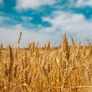 “El suministro de cereales y oleaginosas a España, en riesgo”