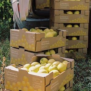 Limonar de Santomera se alza como la principal cooperativa española del limón 