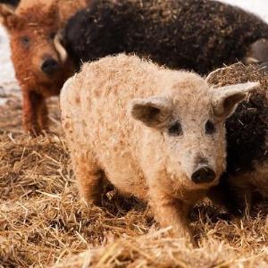 Del borde de la extinción a la élite culinaria