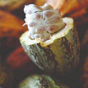 Cacao-Trace distribuye más de 3,4 millones entre las comunidades cacaoteras