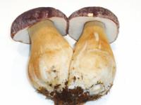 BOLETUS