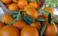Fruta fresca